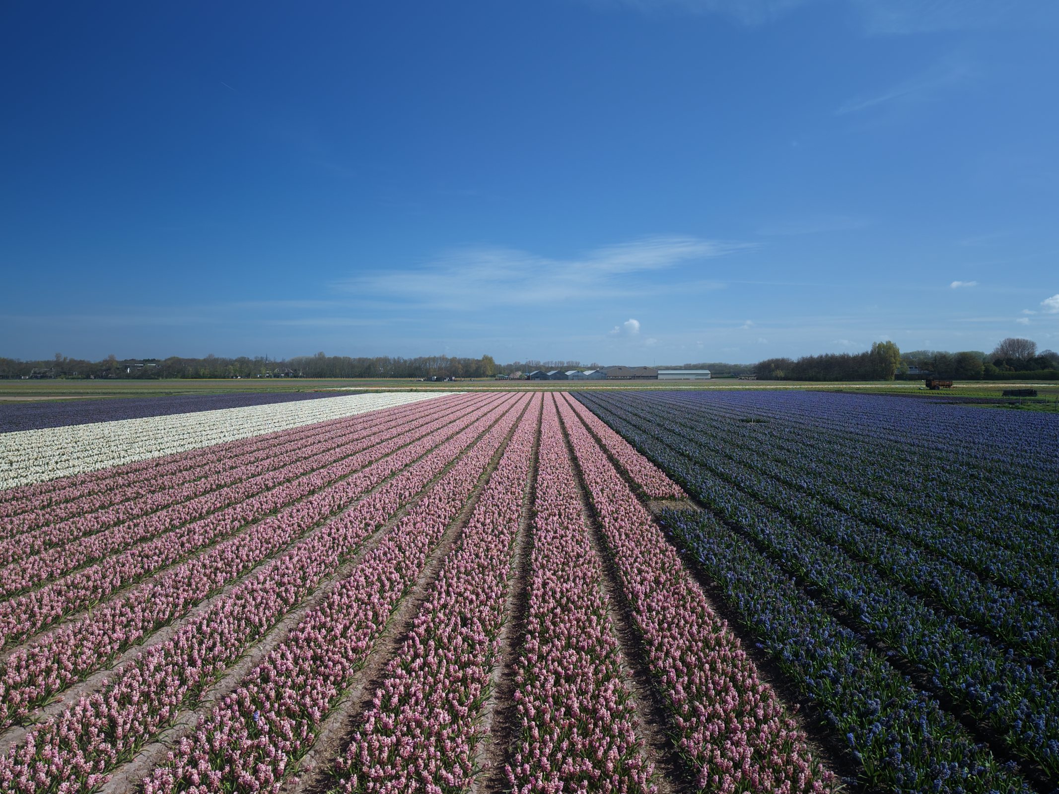 Luchtbeeld van rijen roze, witte en paarse bloemen